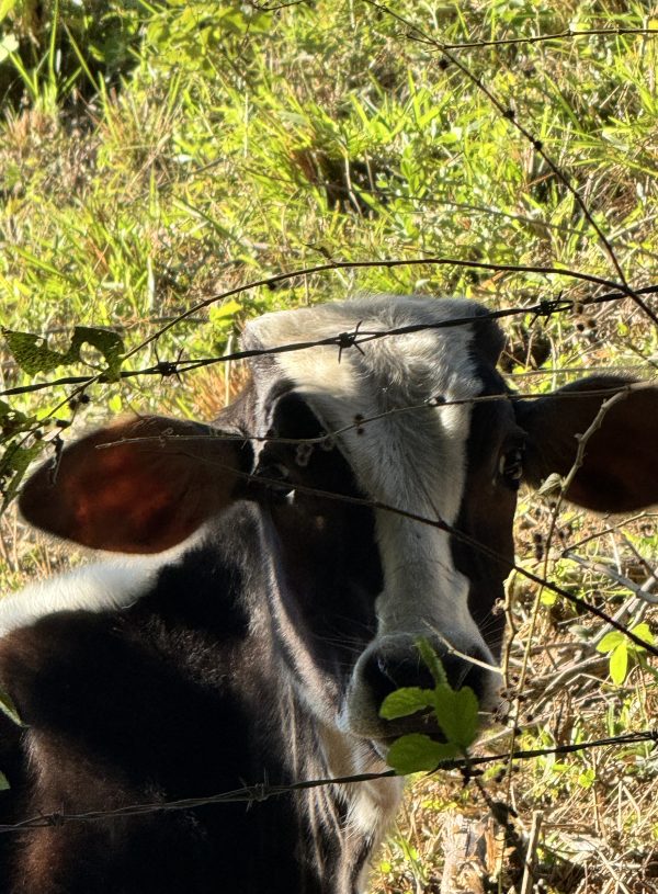 Brasil com Bill – Parte 2