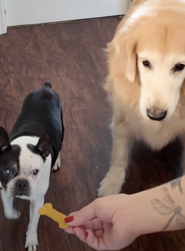 Biscoito caseiro pra Cachorros / Pets – Dog Treats